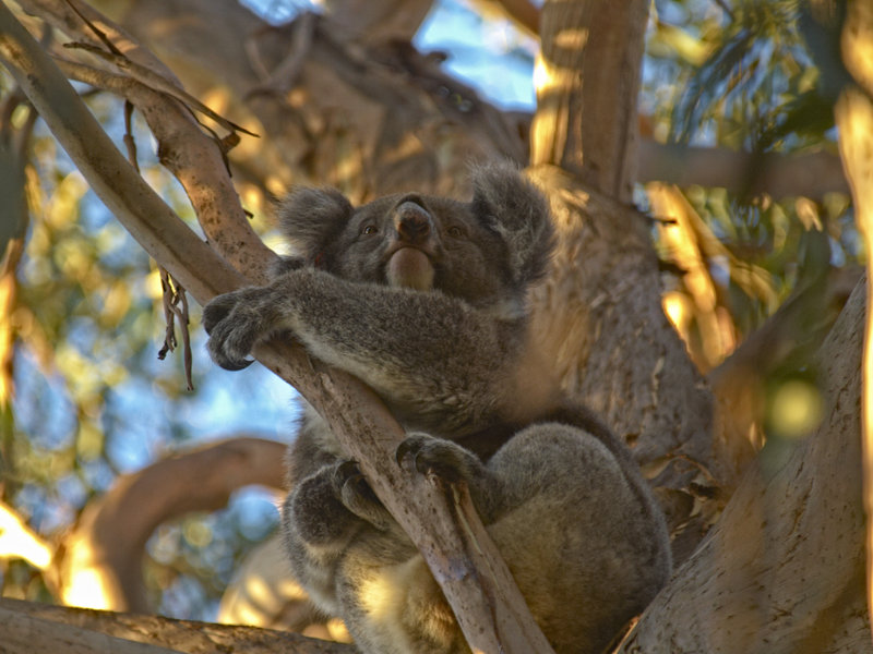 Kangaroo Island, Koala